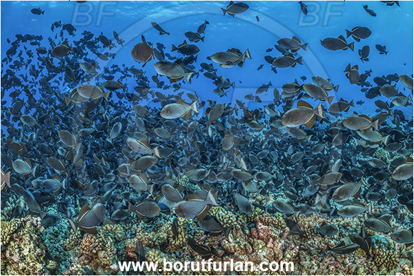 Rangiroa atoll, Tuamotu Archipelago, French Polynesia, Pacific ocean, Melichthys niger, Melichthys, Balistidae, Black triggerfish, Triggerfish, Fish, Fish school, Fish spawning, Reef