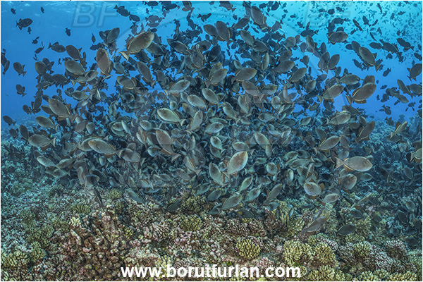 Rangiroa atoll, Tuamotu Archipelago, French Polynesia, Pacific ocean, Melichthys niger, Melichthys, Balistidae, Black triggerfish, Triggerfish, Fish, Fish school, Fish spawning, Reef