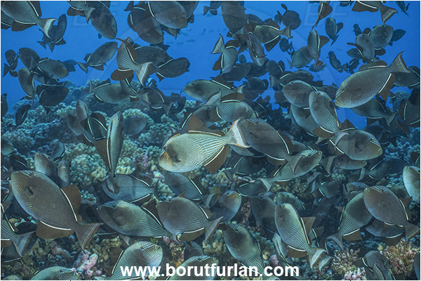 Rangiroa atoll, Tuamotu Archipelago, French Polynesia, Pacific ocean, Melichthys niger, Melichthys, Balistidae, Black triggerfish, Triggerfish, Fish, Fish school, Fish spawning, Reef