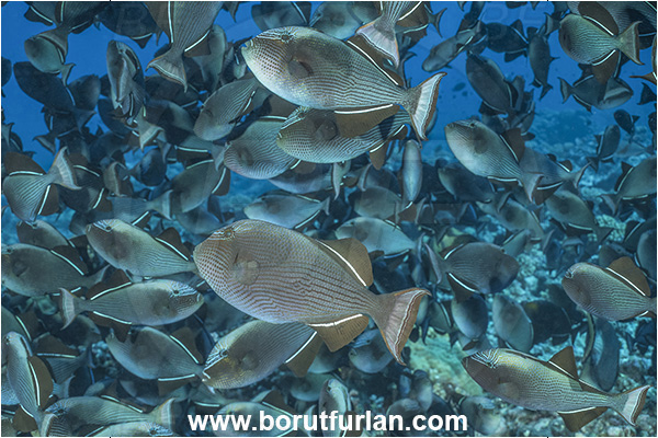 Rangiroa atoll, Tuamotu Archipelago, French Polynesia, Pacific ocean, Melichthys niger, Melichthys, Balistidae, Black triggerfish, Triggerfish, Fish, Fish school, Fish spawning, Reef