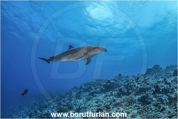 Rangiroa atoll, Tuamotu Archipelago, French Polynesia, Pacific ocean, Tursiops truncatus, Tursiops, Delphinidae, Cetartiodactyla, Bottlenose Dolphin, Dolphin, Mammalia, Mammal, Reef