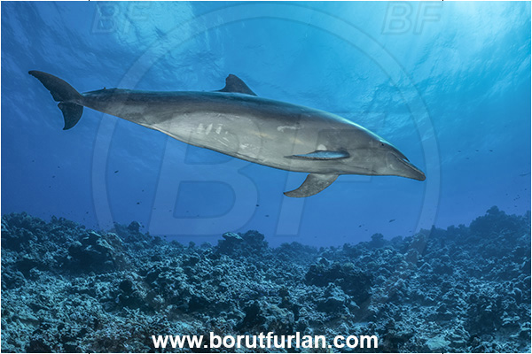 Rangiroa atoll, Tuamotu Archipelago, French Polynesia, Pacific ocean, Tursiops truncatus, Tursiops, Delphinidae, Cetartiodactyla, Bottlenose Dolphin, Dolphin, Mammalia, Mammal, Reef