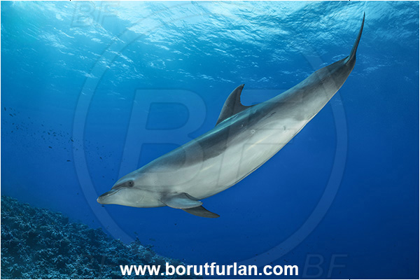 Rangiroa atoll, Tuamotu Archipelago, French Polynesia, Pacific ocean, Tursiops truncatus, Tursiops, Delphinidae, Cetartiodactyla, Bottlenose Dolphin, Dolphin, Mammalia, Mammal, Reef