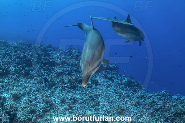 Rangiroa atoll, Tuamotu Archipelago, French Polynesia, Pacific ocean, Tursiops truncatus, Tursiops, Delphinidae, Cetartiodactyla, Bottlenose Dolphin, Dolphin, Mammalia, Mammal, Reef