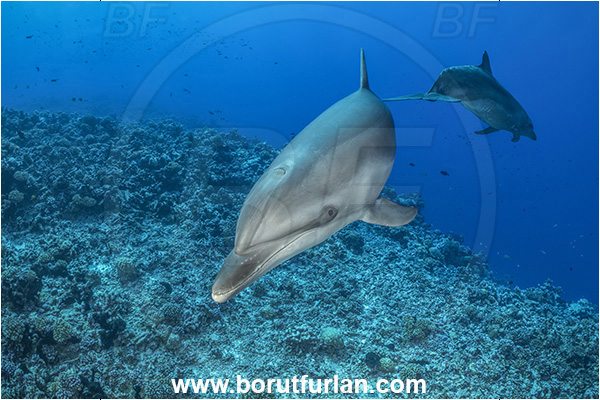 Rangiroa atoll, Tuamotu Archipelago, French Polynesia, Pacific ocean, Tursiops truncatus, Tursiops, Delphinidae, Cetartiodactyla, Bottlenose Dolphin, Dolphin, Mammalia, Mammal, Reef