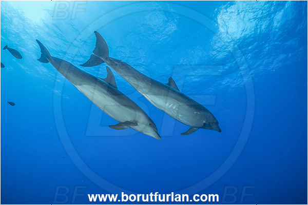 Rangiroa atoll, Tuamotu Archipelago, French Polynesia, Pacific ocean, Tursiops truncatus, Tursiops, Delphinidae, Cetartiodactyla, Bottlenose Dolphin, Dolphin, Mammalia, Mammal