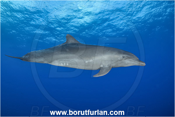 Rangiroa atoll, Tuamotu Archipelago, French Polynesia, Pacific ocean, Tursiops truncatus, Tursiops, Delphinidae, Cetartiodactyla, Bottlenose Dolphin, Dolphin, Mammalia, Mammal