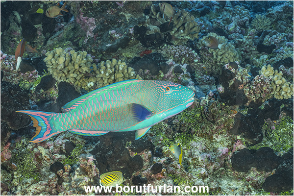 French Polynesia, Tuamotu Archipelago, Rangiroa atoll, Pacific ocean, Cetoscarus bicolor, Cetoscarus, Scaridae, Bicolor Parrotfish, Parrotfish, Fish
