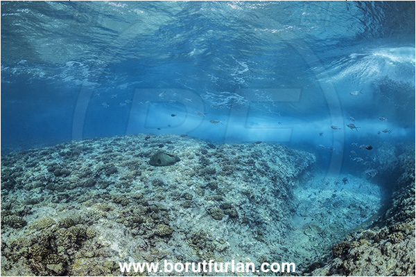 Rangiroa atoll, Tuamotu Archipelago, French Polynesia, Pacific ocean, Reef, Waves