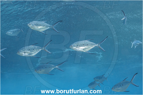 French Polynesia, Tuamotu Archipelago, Rangiroa atoll, Pacific ocean, Trachinotus baillonii, Trachinotus, Carangidae, Small spotted dart, Fish, Fish school