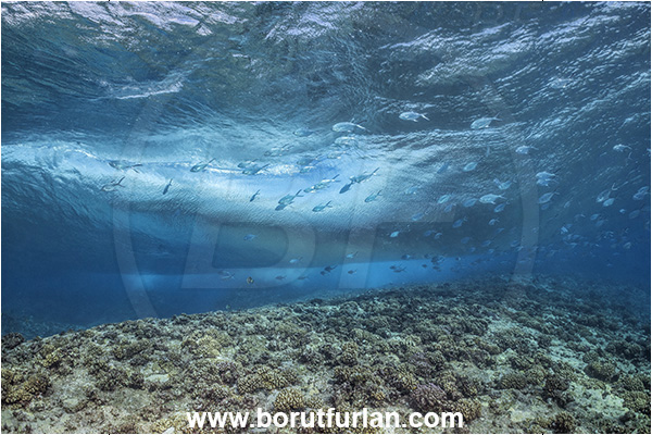 Rangiroa atoll, Tuamotu Archipelago, French Polynesia, Pacific ocean, Reef, Waves, Trachinotus baillonii, Trachinotus, Carangidae, Small spotted dart, Fish, Fish school