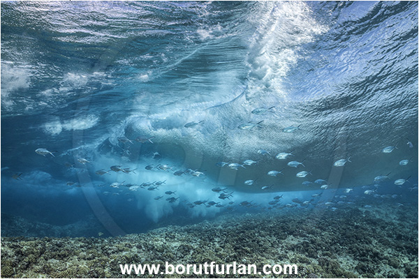 Rangiroa atoll, Tuamotu Archipelago, French Polynesia, Pacific ocean, Reef, Waves, Trachinotus baillonii, Trachinotus, Carangidae, Small spotted dart, Fish, Fish school