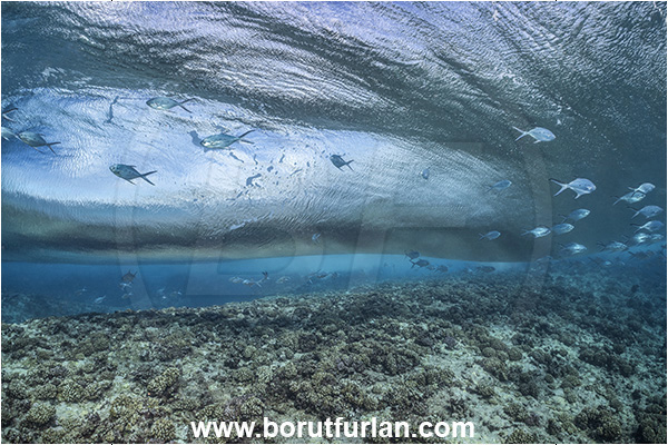 Rangiroa atoll, Tuamotu Archipelago, French Polynesia, Pacific ocean, Reef, Waves, Trachinotus baillonii, Trachinotus, Carangidae, Small spotted dart, Fish, Fish school