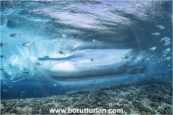 Rangiroa atoll, Tuamotu Archipelago, French Polynesia, Pacific ocean, Reef, Waves, Trachinotus baillonii, Trachinotus, Carangidae, Small spotted dart, Fish, Fish school