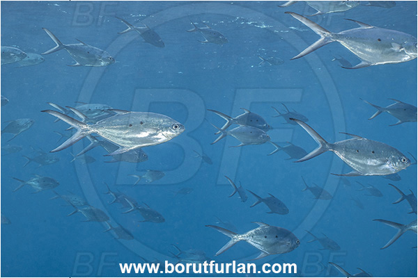 French Polynesia, Tuamotu Archipelago, Rangiroa atoll, Pacific ocean, Trachinotus baillonii, Trachinotus, Carangidae, Small spotted dart, Fish, Fish school