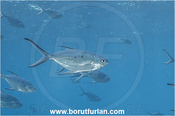 French Polynesia, Tuamotu Archipelago, Rangiroa atoll, Pacific ocean, Trachinotus baillonii, Trachinotus, Carangidae, Small spotted dart, Fish, Fish school