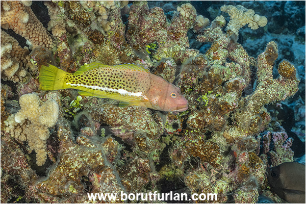 Rangiroa atoll, Tuamotu Archipelago, French Polynesia, Pacific ocean, Paracirrhites hemistictus, Paracirrhites, Cirrhitidae, Whitespot hawkfish, Hawkfish, Fish