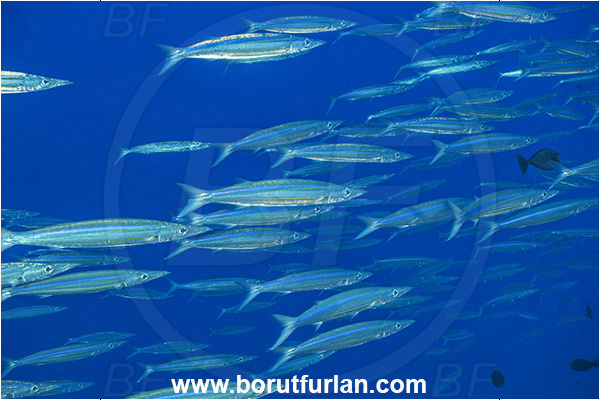 Rangiroa atoll, Tuamotu Archipelago, French Polynesia, Pacific ocean, Sphyraena forsteri, Sphyraena, Sphyraenidae, Bigeye barracuda, Barracuda, Fish, Fish school