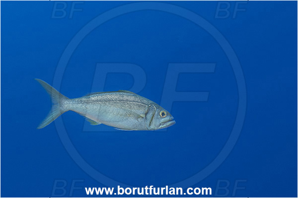 Rangiroa atoll, Tuamotu Archipelago, French Polynesia, Pacific ocean, Aphareus furca, Aphareus, Lutjanidae, Small-toothed jobfish, Snapper, Fish