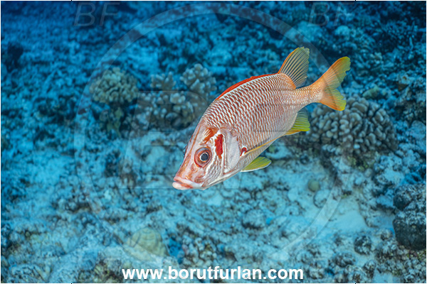Rangiroa atoll, Tuamotu Archipelago, French Polynesia, Pacific ocean, Sargocentron spiniferum, Sargocentron, Holocentridae, Sabre Squirrelfish, Longjaw Squirrelfish, Squirrelfish, Fish
