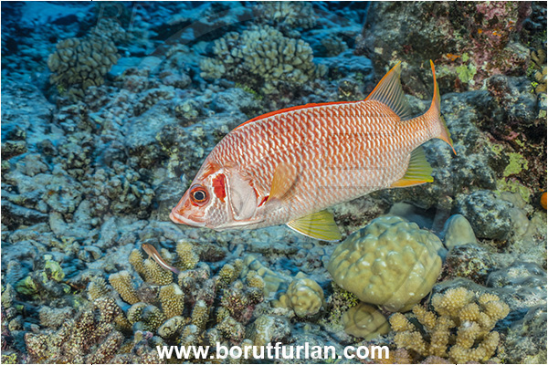 Rangiroa atoll, Tuamotu Archipelago, French Polynesia, Pacific ocean, Sargocentron spiniferum, Sargocentron, Holocentridae, Sabre Squirrelfish, Longjaw Squirrelfish, Squirrelfish, Fish