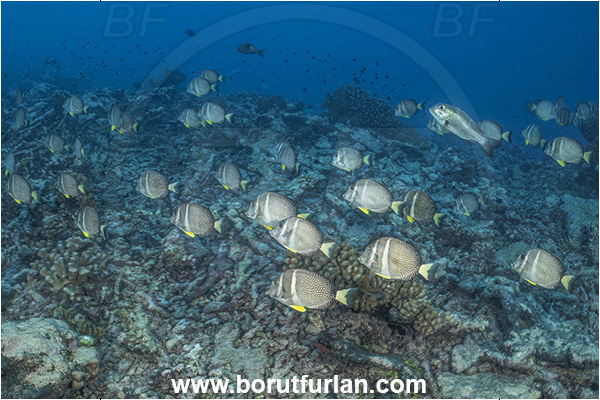 Rangiroa atoll, Tuamotu Archipelago, French Polynesia, Pacific ocean, Acanthurus guttatus, Acanthurus, Acanthuridae, Whitespotted surgeonfish, Surgeonfish, Fish, Fish school, Reef