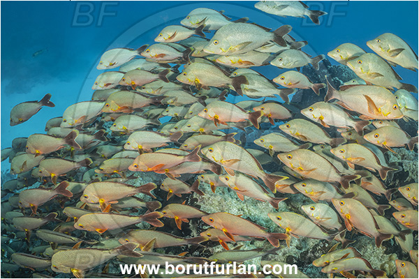 French Polynesia, Tuamotu Archipelago, Rangiroa atoll, Pacific ocean, Lutjanus gibbus, Lutjanus, Lutjanidae, Humpback Red Snapper, Snapper, Fish, Fish school, Reef