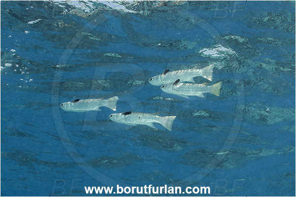 Rangiroa atoll, Tuamotu Archipelago, French Polynesia, Pacific ocean, Ellochelon vaigiensis, Ellochelon, Mugilidae, Squaretail mullet, Mullet, Fish, Fish school