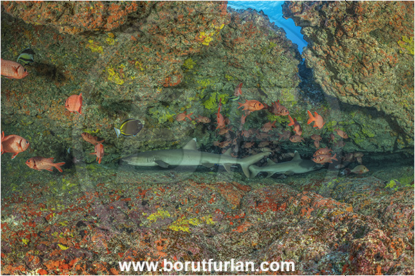 Rangiroa atoll, Tuamotu Archipelago, French Polynesia, Pacific ocean, Triaenodon obesus, Triaenodon, Carcharhinidae, Elasmobranchii, Whitetip reef shark, Shark, Myripristis berndti, Myripristis, Holocentridae, Blotcheye soldierfish, Soldierfish, Fish, Fish school, Reef, Cave