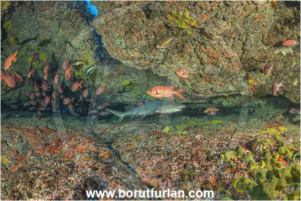Rangiroa atoll, Tuamotu Archipelago, French Polynesia, Pacific ocean, Triaenodon obesus, Triaenodon, Carcharhinidae, Elasmobranchii, Whitetip reef shark, Shark, Myripristis berndti, Myripristis, Holocentridae, Blotcheye soldierfish, Soldierfish, Fish, Fish school, Reef, Cave
