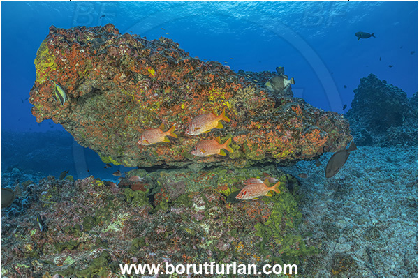 Rangiroa atoll, Tuamotu Archipelago, French Polynesia, Pacific ocean, Sargocentron spiniferum, Sargocentron, Holocentridae, Sabre Squirrelfish, Longjaw Squirrelfish, Squirrelfish, Fish, Fish school, Reef