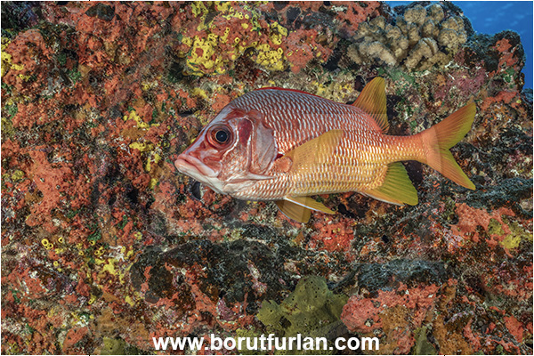 Rangiroa atoll, Tuamotu Archipelago, French Polynesia, Pacific ocean, Sargocentron spiniferum, Sargocentron, Holocentridae, Sabre Squirrelfish, Longjaw Squirrelfish, Squirrelfish, Fish