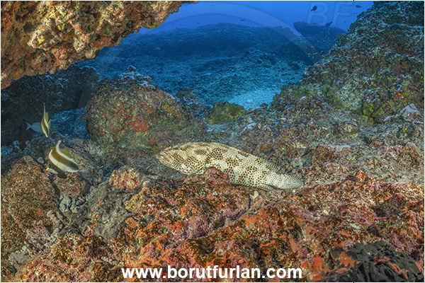 Rangiroa atoll, Tuamotu Archipelago, French Polynesia, Pacific ocean, Epinephelus tauvina, Epinephelus, Serranidae, Greasy grouper, Grouper, Fish, Reef