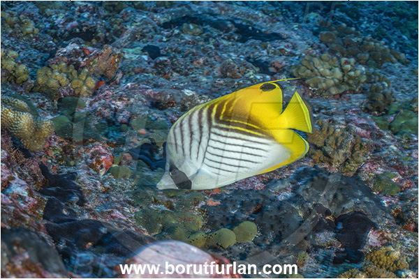 Rangiroa atoll, Tuamotu Archipelago, French Polynesia, Pacific ocean, Chaetodon auriga, Chaetodon, Chaetodontidae, Threadfin Butterflyfish, Butterflyfish, Fish