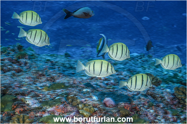 Rangiroa atoll, Tuamotu Archipelago, French Polynesia, Pacific ocean, Acanthurus triostegus, Acanthurus, Acanthuridae, Convict surgeonfish, Surgeonfish, Fish, Fish school, Reef