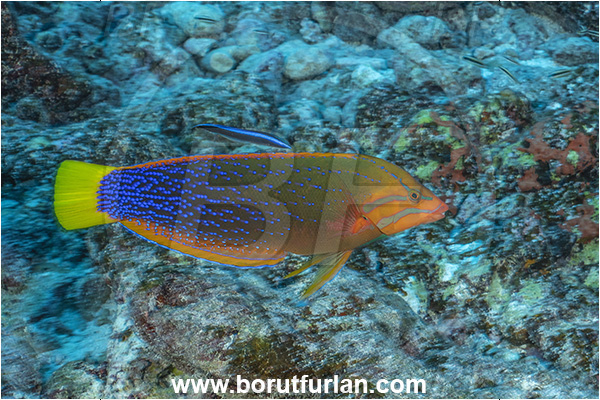 Rangiroa atoll, Tuamotu Archipelago, French Polynesia, Pacific ocean, Coris gaimard, Coris, Labridae, African coris, Wrasse, Fish