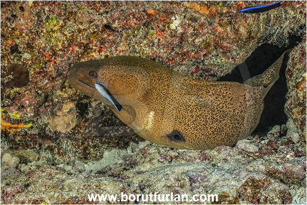 Rangiroa atoll, Tuamotu Archipelago, French Polynesia, Pacific ocean, Gymnothorax javanicus, Gymnothorax, Muraenidae, Giant Moray, Moray, Fish, Portrait, Labroides dimidiatus, Labroides, Labridae, Cleaner Wrasse, Wrasse, Cleaning
