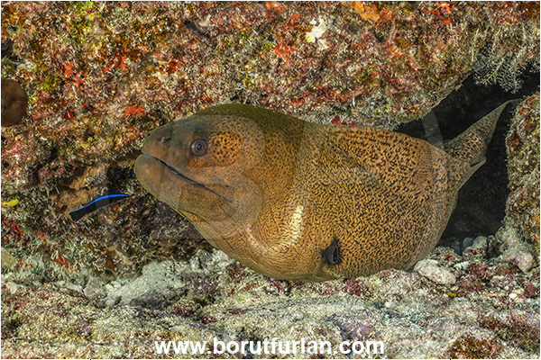 Rangiroa atoll, Tuamotu Archipelago, French Polynesia, Pacific ocean, Gymnothorax javanicus, Gymnothorax, Muraenidae, Giant Moray, Moray, Fish, Portrait, Labroides dimidiatus, Labroides, Labridae, Cleaner Wrasse, Wrasse, Cleaning