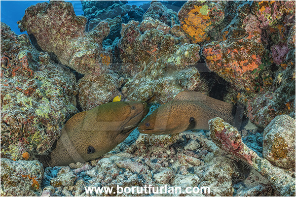 Rangiroa atoll, Tuamotu Archipelago, French Polynesia, Pacific ocean, Gymnothorax javanicus, Gymnothorax, Muraenidae, Giant Moray, Moray, Fish, Portrait, Reef