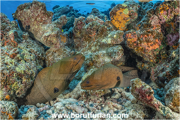 Rangiroa atoll, Tuamotu Archipelago, French Polynesia, Pacific ocean, Gymnothorax javanicus, Gymnothorax, Muraenidae, Giant Moray, Moray, Fish, Portrait, Reef