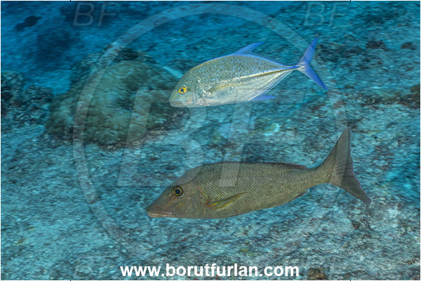Rangiroa atoll, Tuamotu Archipelago, French Polynesia, Pacific ocean, Caranx melampygus, Caranx, Carangidae, Bluefin trevally, Trevally, Lethrinus olivaceus, Lethrinus, Lethrinidae, Longnose Emperor, Emperor, Fish