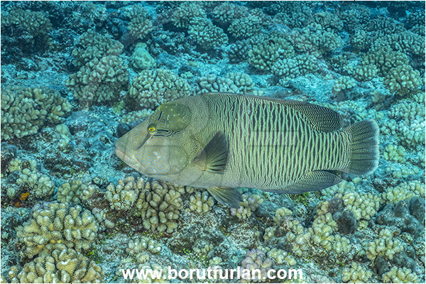 French Polynesia, Tuamotu Archipelago, Rangiroa atoll, Pacific ocean, Cheilinus undulatus, Cheilinus, Labridae, Napoleon Wrasse, Humphead wrasse, Wrasse, Fish