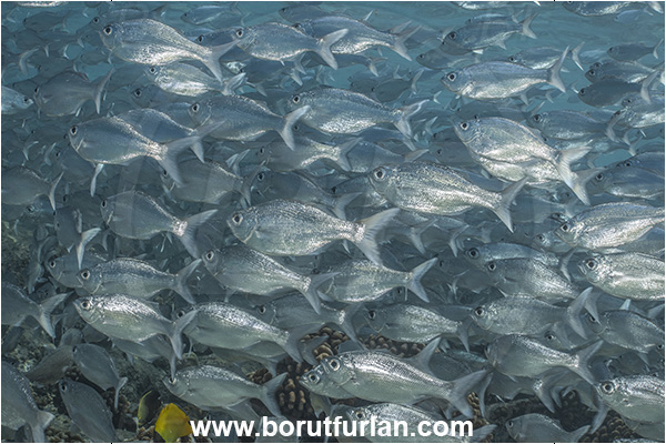 Rangiroa atoll, Tuamotu Archipelago, French Polynesia, Pacific ocean, Kuhlia sandvicensis, Kuhlia, Kuhliidae, Reticuated flagtail, Flagtail, Fish, Fish school