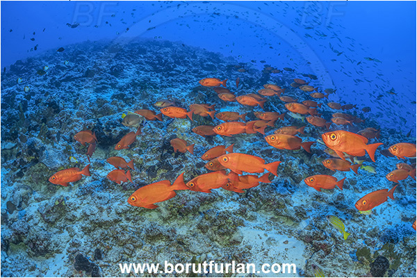 French Polynesia, Tuamotu Archipelago, Rangiroa atoll, Pacific ocean, Priacanthus hamrur, Priacanthus, Lunartail Bigeye, Bigeye, Priacanthidae, Fish, Fish school, Reef