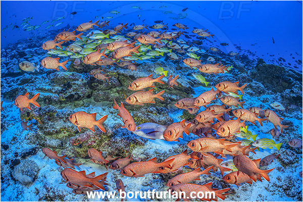 Rangiroa atoll, Tuamotu Archipelago, French Polynesia, Pacific ocean, Myripristis berndti, Myripristis, Holocentridae, Blotcheye soldierfish, Soldierfish, Fish, Fish school, Reef