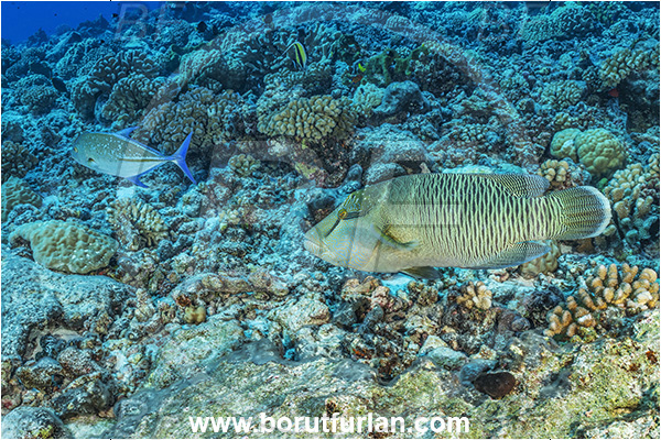 French Polynesia, Tuamotu Archipelago, Rangiroa atoll, Pacific ocean, Cheilinus undulatus, Cheilinus, Labridae, Napoleon Wrasse, Humphead wrasse, Wrasse, Fish