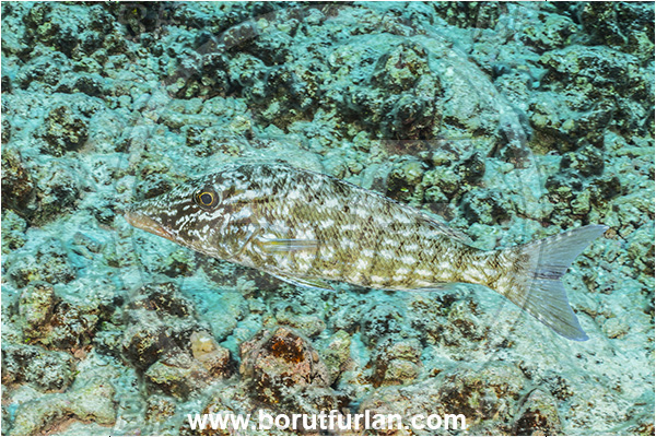 Rangiroa atoll, Tuamotu Archipelago, French Polynesia, Pacific ocean, Lethrinus microdon, Lethrinus, Lethrinidae, Smalltooth emperor, Emperor, Fish