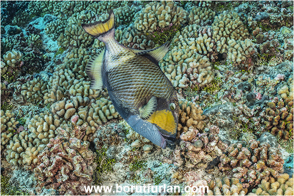 Rangiroa atoll, Tuamotu Archipelago, French Polynesia, Pacific ocean, Balistoides viridescens, Balistoides, Balistidae, Titan triggerfish, Triggerfish, Fish, Reef