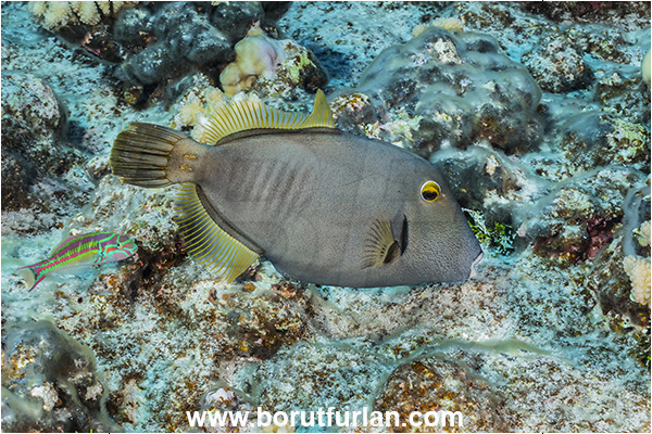Rangiroa atoll, Tuamotu Archipelago, French Polynesia, Pacific ocean, Cantherhines dumerilii, Cantherhines, Monacanthidae, Barred Filefish, Filefish, Fish