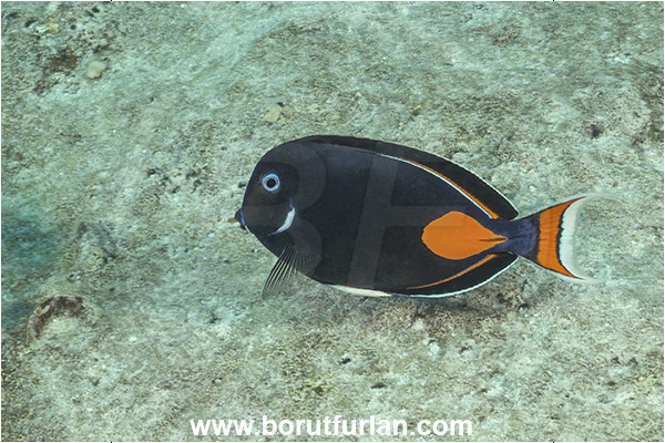 Rangiroa atoll, Tuamotu Archipelago, French Polynesia, Pacific ocean, Acanthurus achilles, Acanthurus, Acanthuridae, Achilles tang, Surgeonfish, Fish
